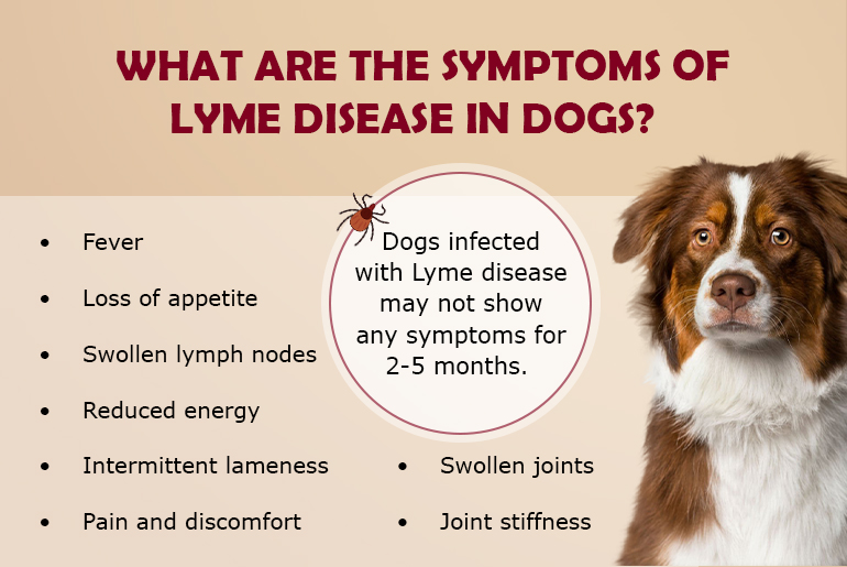 What are the Signs of Lyme disease in Dogs?
