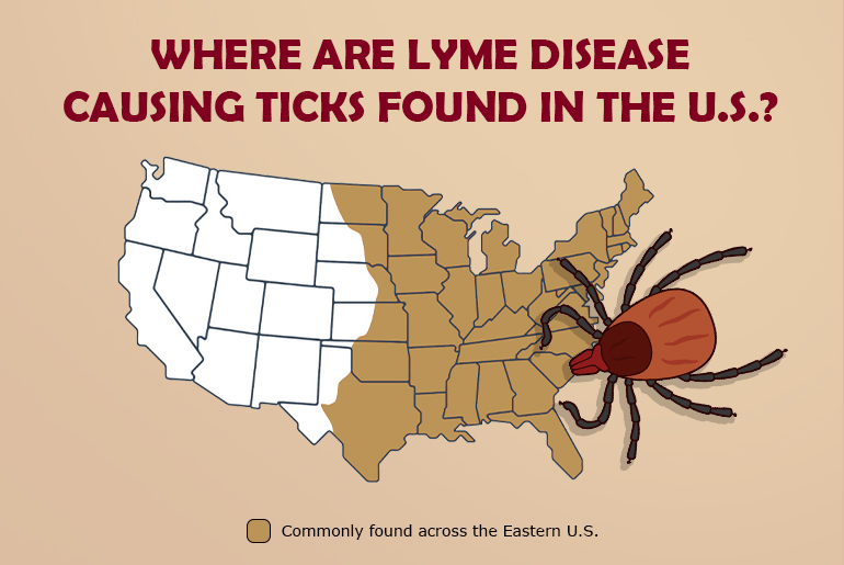 Are Ticks with Lyme disease Common in the USA?