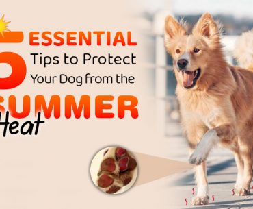 Essential Tips to Protect Your Dog from the Summer Heat