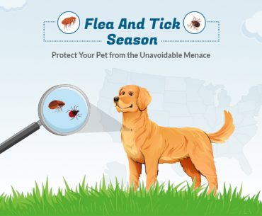 When is Peak Flea Season for Pets