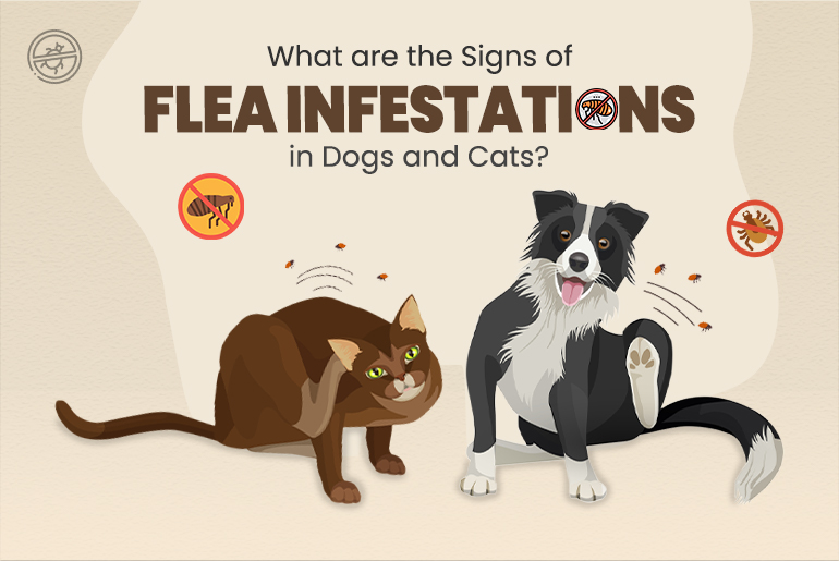 What are the Signs of Flea Infestations in Dogs & Cats