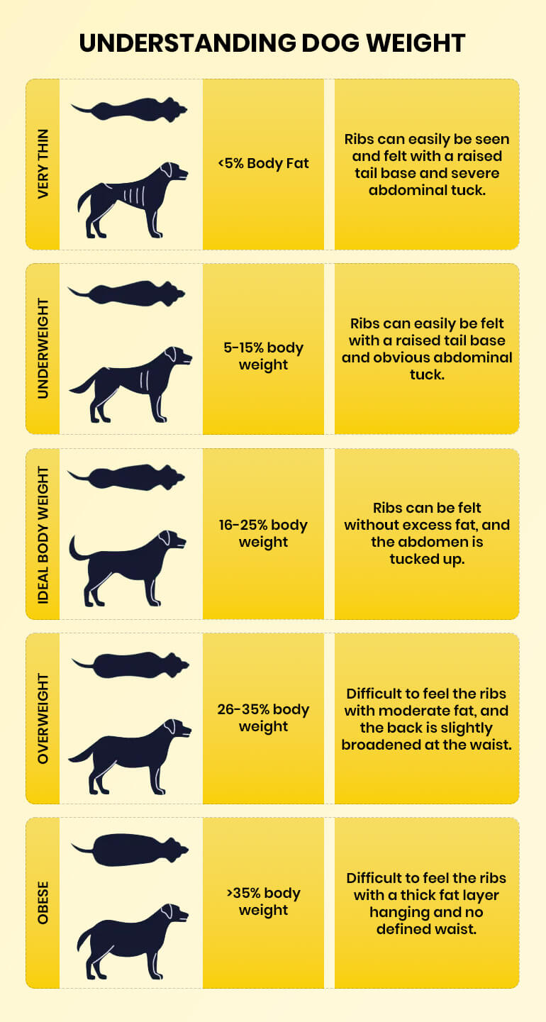 How heavy should my dog be