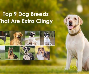 Velcro dog breeds
