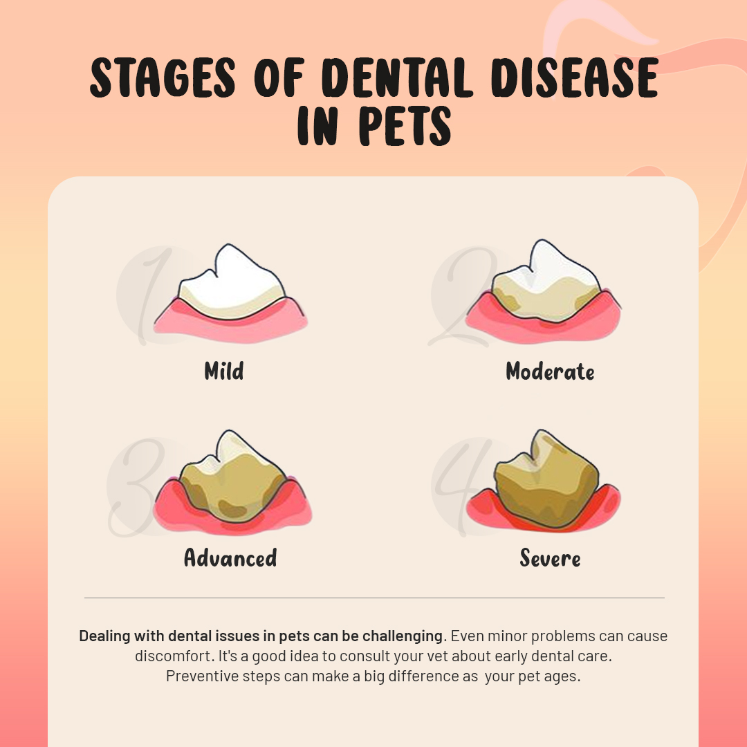 Stages of Dental Disease in Dogs