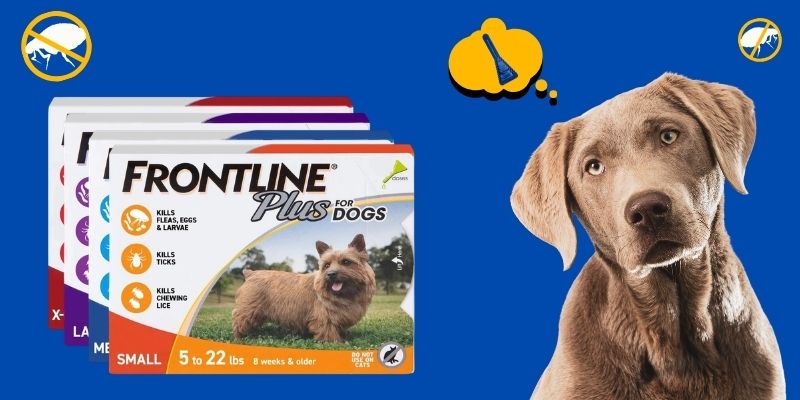 Frontline-PLus-topical-blog