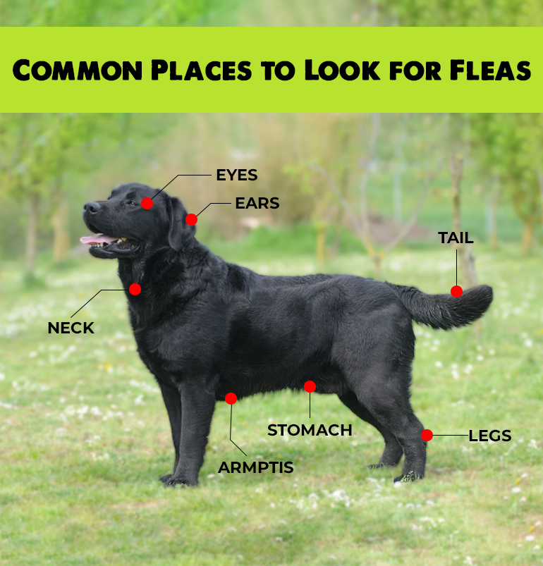 common places to check fleas on dogs