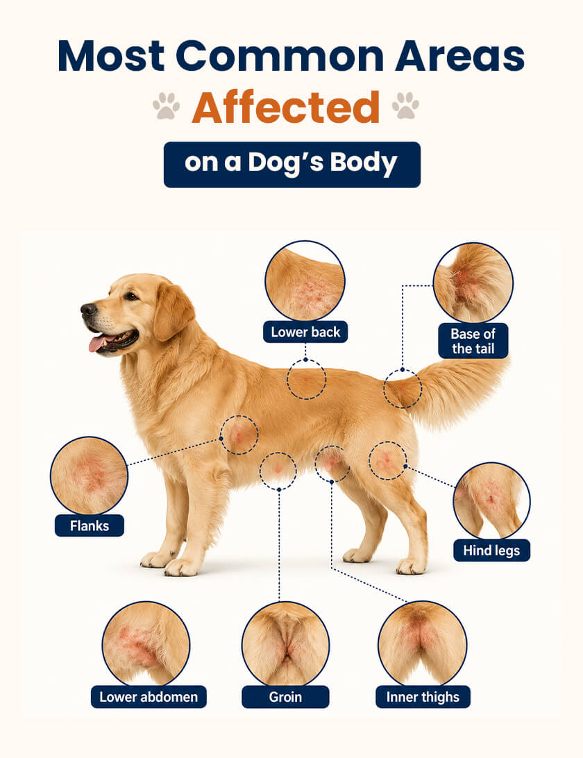 Most Common Areas Affected on a Dog’s Body