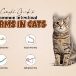 Common Intestinal Worms in Cats and How to Treat Them