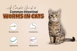 Common Intestinal Worms in Cats and How to Treat Them