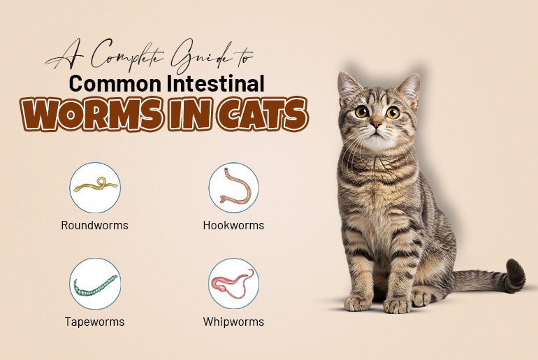 Common Intestinal Worms in Cats and How to Treat Them