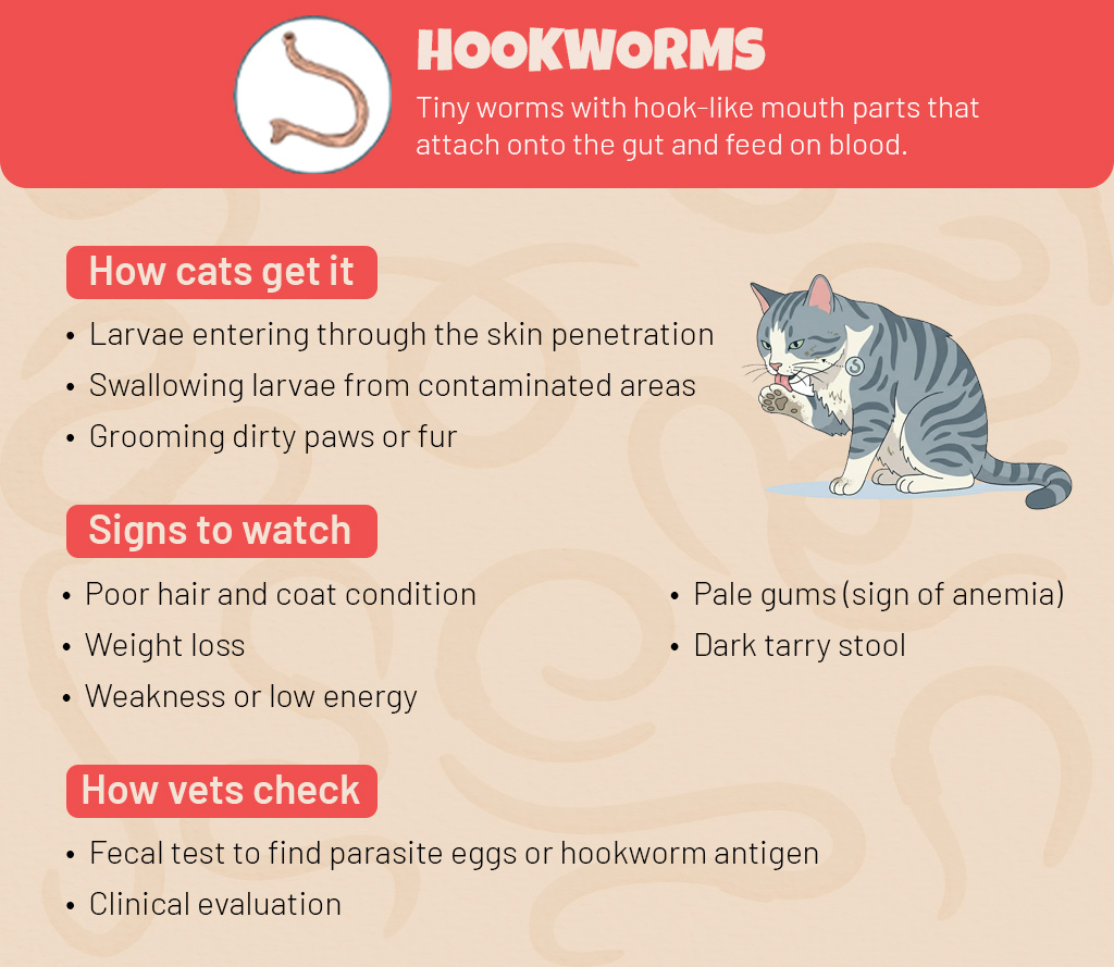Hookworms in Cats