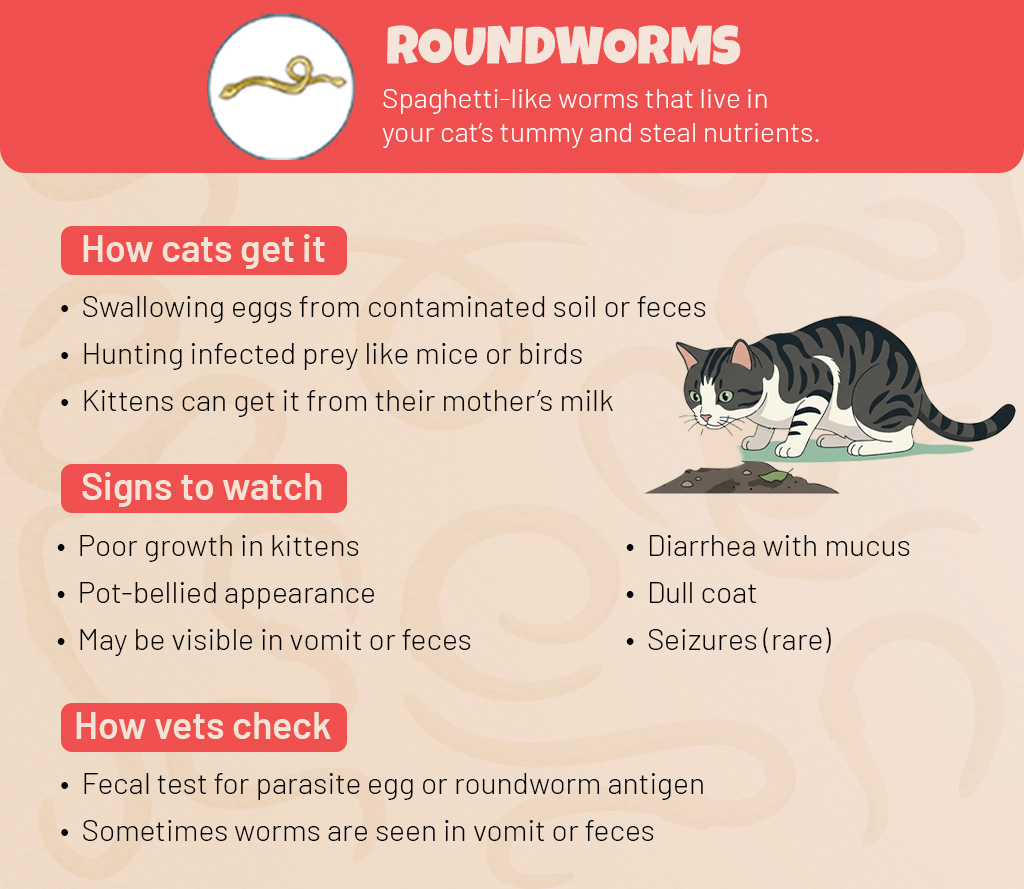 Roundworms in Cats