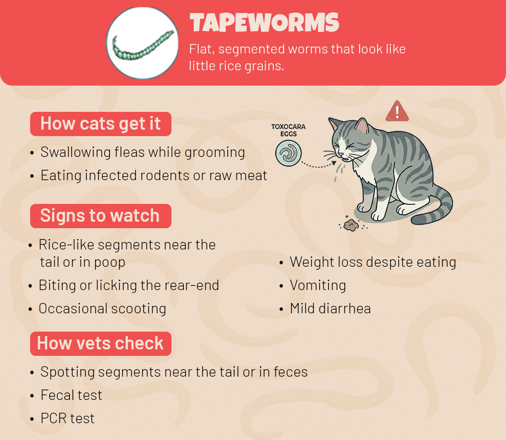 Tapeworms in Cats