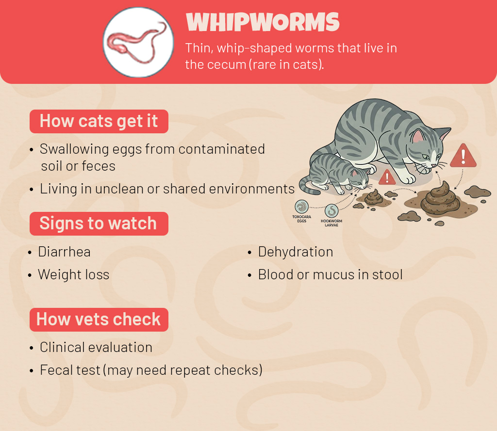 Whipworms in Cats
