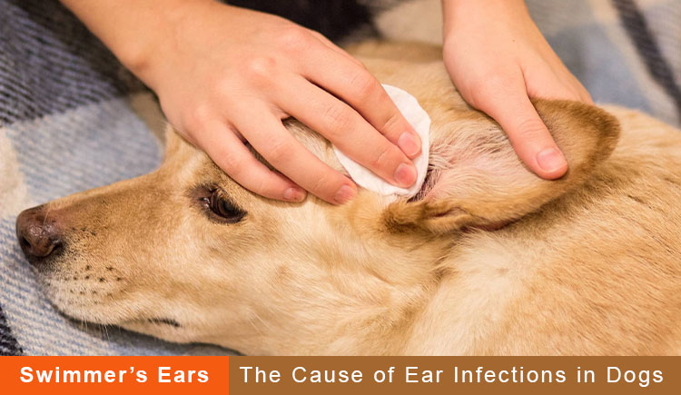 Ear infections in dogs