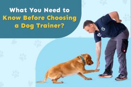 What You Need to Know Before Choosing a Dog Trainer? Why Is Dog Training Important?