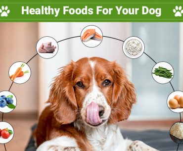 Human Foods for Dog
