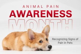 Animal Pain Awareness Month 2025: Recognizing Signs of Pain in Pets Pet in Pains Symptoms