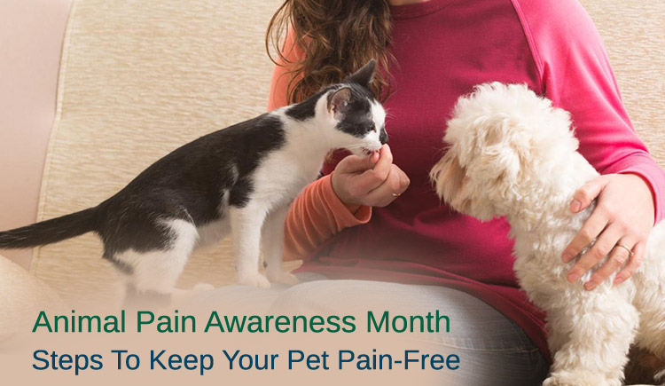 Animal Pain Awareness Month: Steps To Keep Your Pet Pain-Free