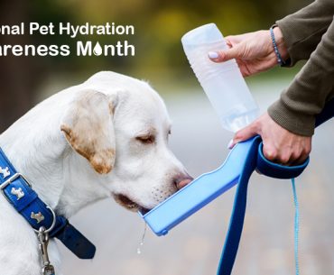 National-Pet-Hydration-Awareness-Month