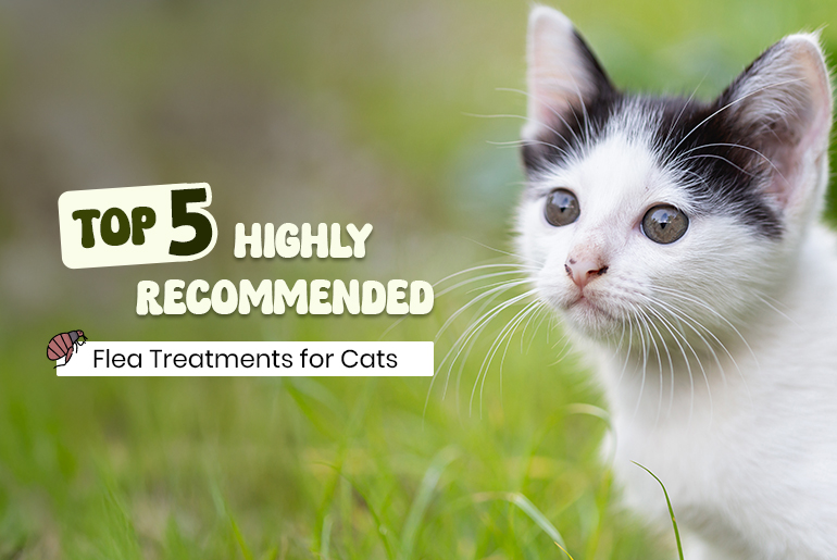 Top Vet Recommended Flea Treatments For Cats