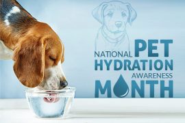 Signs of Dehydration in Pets