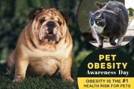 Pet Obesity Awareness Day 2025 – Obesity is the #1 Health Risk for Pets How to Figure Out Obesity in Pets?