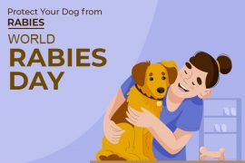 World Rabies Day 2024 – Protect Your Dog from Rabies How to Celebrate World Rabies Day