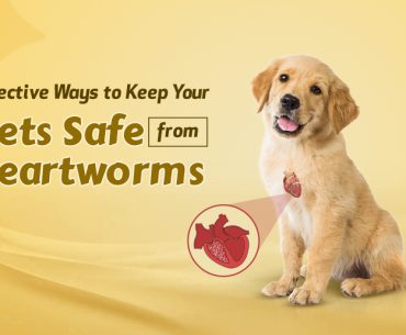 How to Protect Your Dog from Heartworms