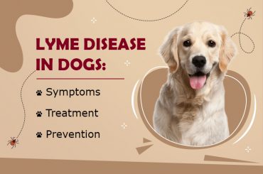 What is Lyme disease & How it is transmitted to Dogs?