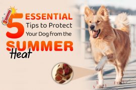 Beat the Heat! 5 Ways to Keep Your Dog Safe This Summer Essential Tips to Protect Your Dog from the Summer Heat