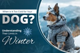When is it Too Cold to Walk Your Dog?