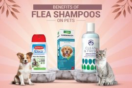 Benefits of Flea Shampoos on Pets How do flea shampoos work?