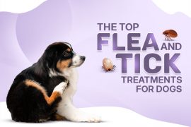 The Top 8 Flea And Tick Treatments For Dogs in 2025 Flea And Tick Treatments For Dogs