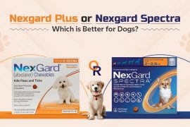 Nexgard Plus or Nexgard Spectra: Which is Better for Dogs? NexGard PLUS Product Comparison