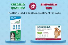 Credelio Quattro vs. Simparica Trio: The Best Broad-Spectrum Treatment for Dogs Credelio Quattro and Simparica Trio comparison