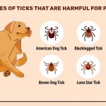 Complete Guide to Ticks Found on Dogs and Cats