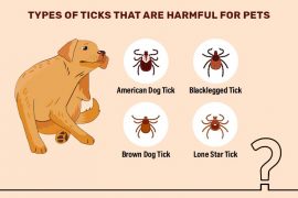 Tick Guide: 7 Common Ticks Found on Dogs and Cats Complete Guide to Ticks Found on Dogs and Cats