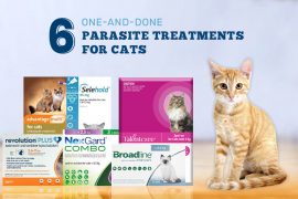 6 One-and-Done Parasite Treatments for Cats All-in-One Parasite Treatments for Cats