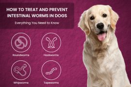 How to Treat and Prevent Intestinal Worms in Dogs—Everything You Need to Know Common Intestinal Worms in Dogs