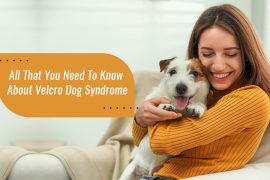 All That You Need To Know About Velcro Dog Syndrome Velcro Dog Syndrome Causes