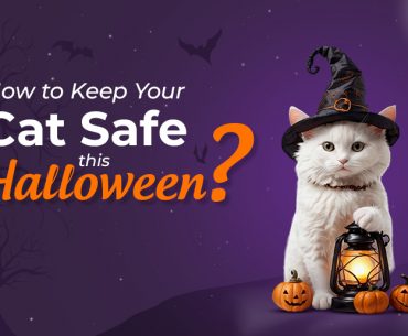 How to Keep Your Cat Safe this Halloween? Cat Safety in Halloween