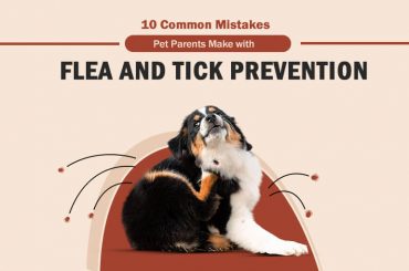 10 Common Mistakes Pet Parents Make with Flea and Tick Prevention Flea and Tick Prevention Mistake