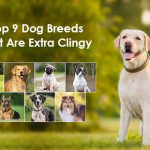 Velcro dog breeds