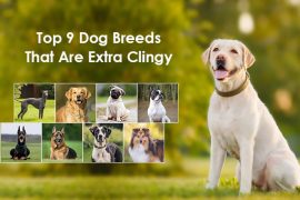 Top 9 Dog Breeds That Are Extra Clingy Velcro dog breeds
