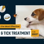 Flea and Tick Treatment Options Oral Topical Collar for Dogs