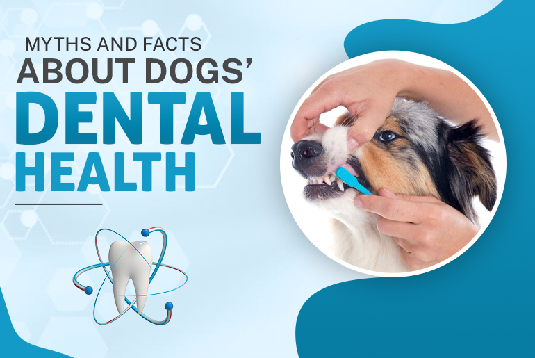 Myths and Facts About Dogs’ Dental Health