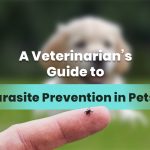 Veterinarian’s Guide to Parasite Prevention in Dogs and Cats