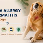 Flea-Allergy-Dermatitis-in-Dogs-symptoms-causes-treatment-preventions