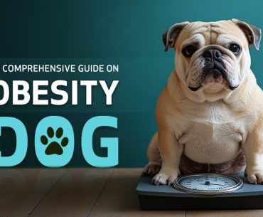 Guide on Obesity in Dogs